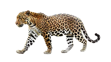 Tuinposter Majestic Leopard Walking on a White Background © Daniel