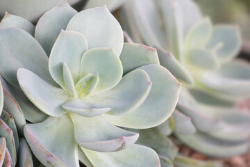 Closeup of Echeveria Succulent Plant