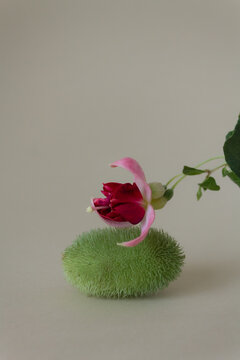 fuchsia flower with green mini cactus