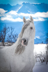 portrait of a gray (white) horse against the background of mountains