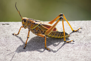 Lubber Grasshopper, Everglades National Park, Florida, United States