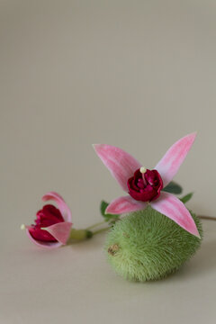 pink orchid on a table