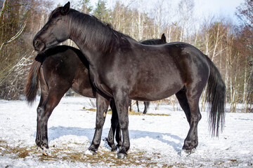 Mare and foal in the pasture in winter. A pair of black horses
​