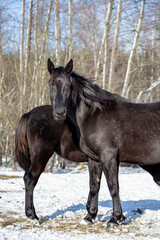 Obraz premium Mare and foal in the pasture in winter. A pair of black horses ​