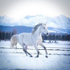 Wallpaper with a galloping gray (white) horse against the background of mountains