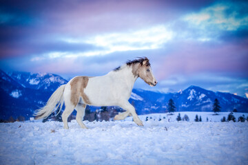 Obraz na płótnie Canvas wallpaper with a piebald horse galloping in the snow against the background of mountains and a colorful sky