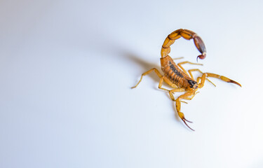 ESCORPIAO AMARELO EM FUNDO BRANCO
