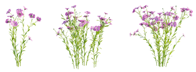  Linum usitatissimum 4k png
