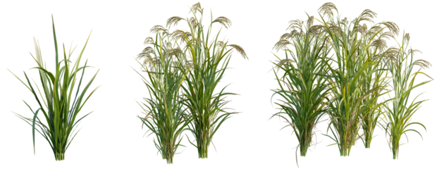  Oryza sativa rice 4k png