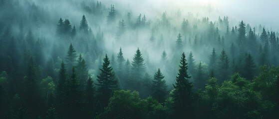 Misty foggy covering a fir forest, Pine tree Forest panorama view. 