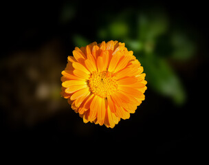 Beautiful Vibrant Orange Calendula Flower in Sunlight. Close-up of Blooming Flower. Colorful Flower Wallpaper