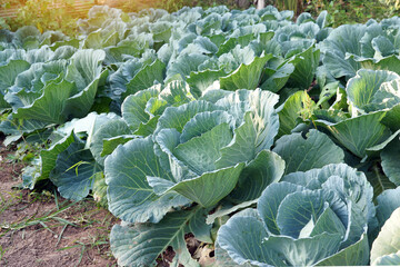 Cabbage in the organic vegetable garden It is a vegetable that is high in dietary fiber. and...