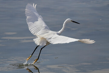 White egret hovering in the river