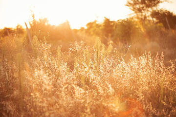 Wheat in the Sunset on a warm summer day. Beautiful Nature Sunset Landscape. Rural Scenery under...