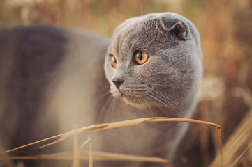 Cat looking, gray scottish lop eared predator with beautiful yellow orange eyes. purebred gray cat...