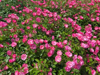 Abundance pink roses flowers in the garden.