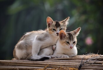 Two adorable little cats sitting together, cute kittens, Furry Cats, Beautiful Cat wallpaper