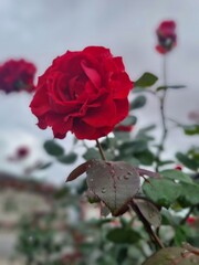red rose in garden