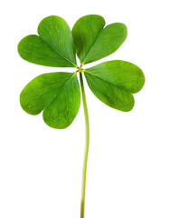  Four-leaf lucky clover - isolated