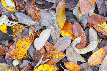 background in the form of yellow leaves.