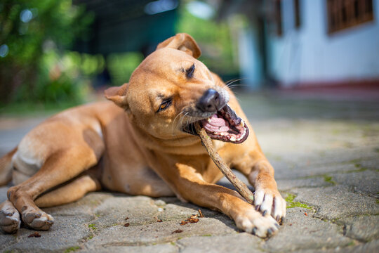Happy Dog Enjoys Woody Treasure