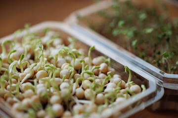 Fresh microgreens growing in transparent containers on a rustic wooden surface. Concept articles...