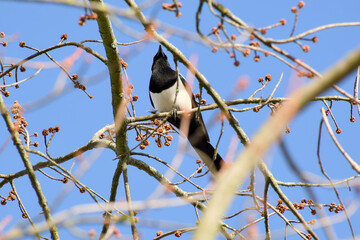Eurasian magpie on a tree branch on a sunny day
