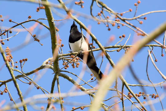 Eurasian magpie on a tree branch on a sunny day