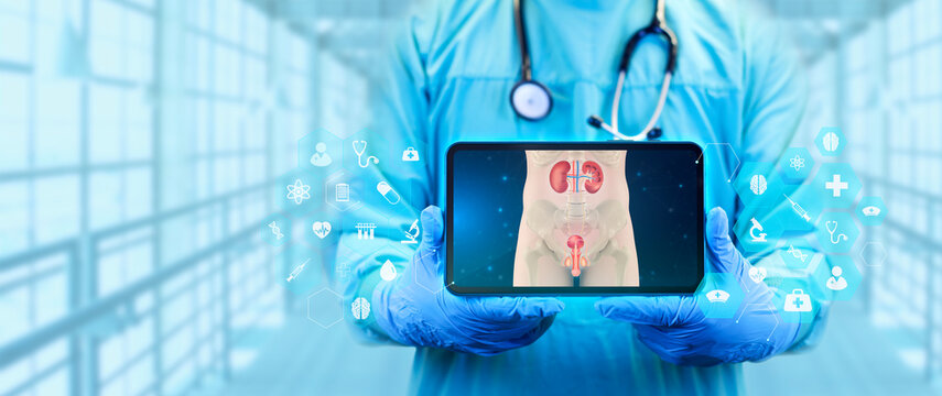 Color image of the kidneys, bladder, prostate and penis. The doctor analyzes the image of the male urinary system on his tablet.