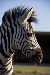 Fototapeta na wymiar baby zebra