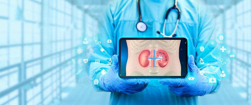 The doctor shows an image of the kidneys in digital format. Isolated nephrologist with tablet analyzes possible kidney cysts, inflamed kidney and kidney problems