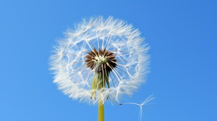 Macro Shot of a Dandelion Seed Head Against Blue Sky