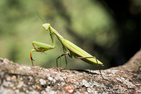 Portrait of a european praying mantis (Mantis religiosa), Dourbes, Belgium