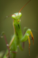 Close up of an european praying mantis (Mantis religiosa), France