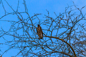 Marabou stork (Leptoptilos crumeniferus) on a tree
