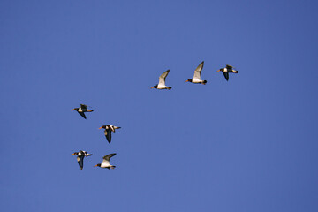 The Oystercatcher a large, stocky, black and white wading bird flying on the sky. Flock of Haematopus ostralegus 