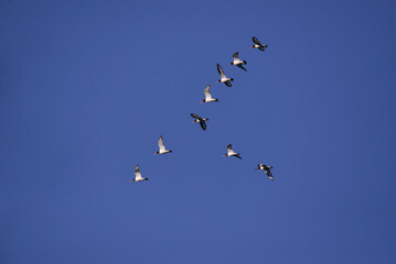 The Oystercatcher a large, stocky, black and white wading bird flying on the sky. Flock of...