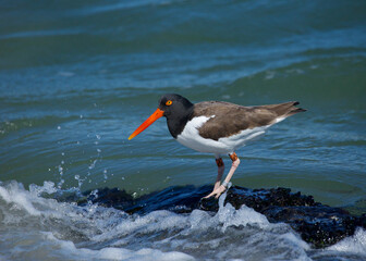 American Oystercatcher foraging along a rocky portion of the Atlantic Coast of the United States