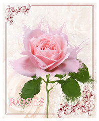 A collage of a rose with petals and leaves turning into droplets with a background for use in design. Without using artificial intelligence to create a collage.