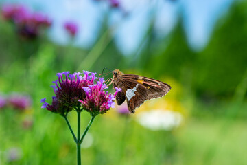 butterfly on a flower