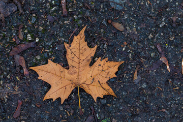 Brown dry Maple leaves fallen on the ground.