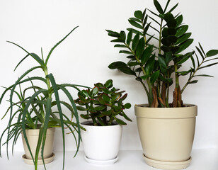 Popular and favorite home plants zamioculcas, aloe and crassula called money tree in ceramic pots on a white background. Home comfort and growing indoor plants - obrazy, fototapety, plakaty