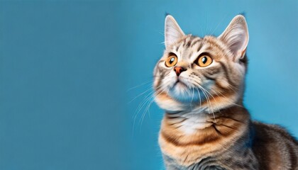 Obraz premium cute banner with a cat looking up on solid blue background