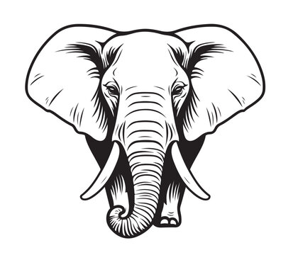 Elephant animal sketch hand drawn Vector illustration