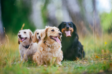 Four dogs sitting in the grass