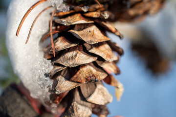 pine cones in snow