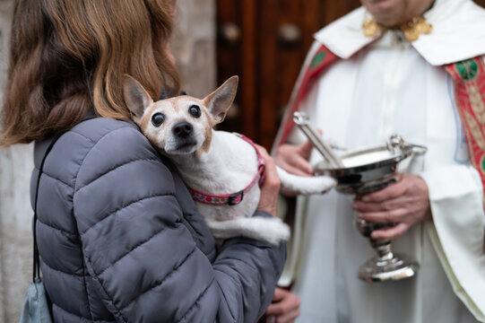 Una mujer sostiene un perro antes de ser bendecido el d&iacute;a de San Ant&oacute;n, patr&oacute;n de los animales, Espa&ntilde;a.