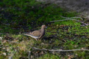 bird in the grass