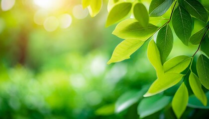 Fototapeta na wymiar beautiful nature view of green leaf on blurred greenery background in garden and sunlight with copy space using as background natural green plants landscape ecology fresh wallpaper concept