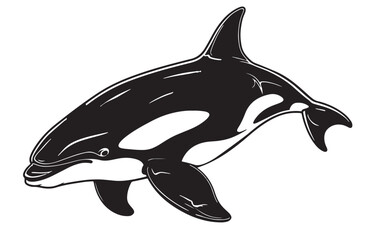 Killer whale picture. Grampus vector illustration. Killer whale on white background. Ocean wildlife. Cetacean. Underwater animals. Marine cartoon style. Clipart for logo, greeting card and design.